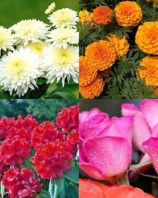 HICH:#Hich
Which flower do you like most?
#BEAUTIFULFLOWER #GARDEN