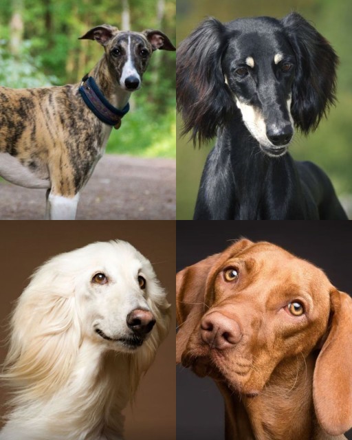 HICH:Whichdo you think is the fastest dog breed in the world?