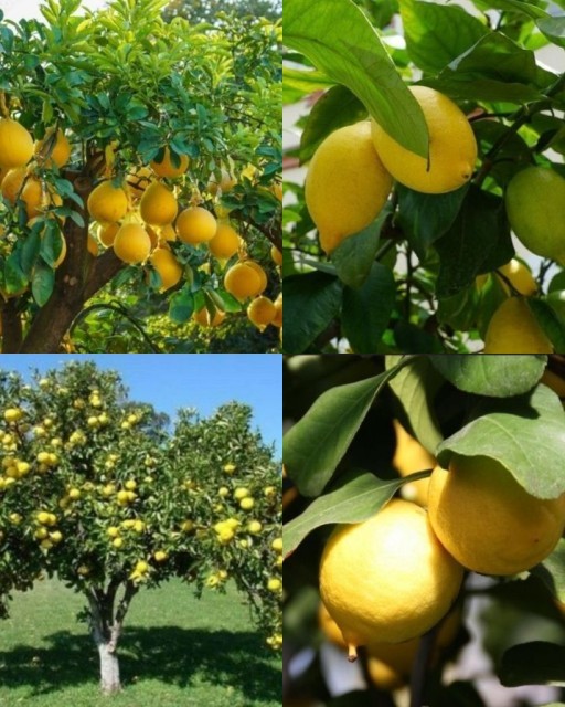 HICH:Lemon or Pomelo?