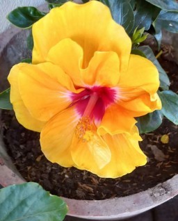 HICH:Rate this flower follow me