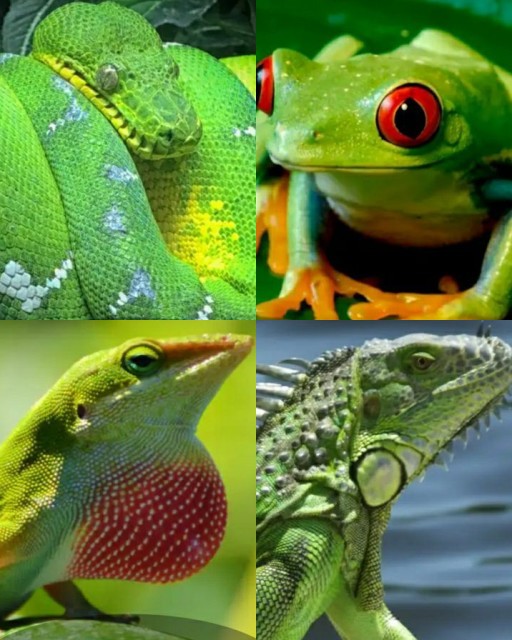 HICH:They can go camouflage...!