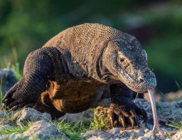 HICH:This is Indonesia's national animal, what is the name of this animal ?