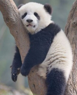 HICH:Animal World 🌍 
Prettiest animal in the world 🌍..
#Panda 🐼🐼🐼🐼🐼