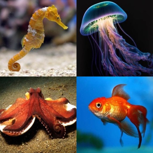 HICH:Which creature has no brain and heart?🤔