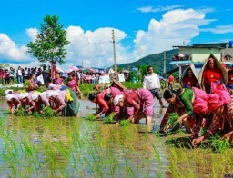 HICH:#Ashar 15-National paddy day.
Lets know something about this day..