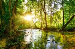HICH:Do you like travelling in jungle ?