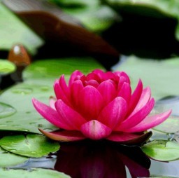HICH:What is the local name of the Lotus flower in Nepali?
