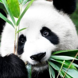 HICH:What do pandas mainly eat?