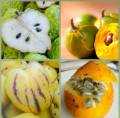 HICH:These're some native Peruvian fruits, there're more in the three regions of the country. Which one would you like to try? #fruit #food #natural #world