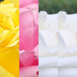 HICH:Which colour rose 🌹 is much more beautiful?
