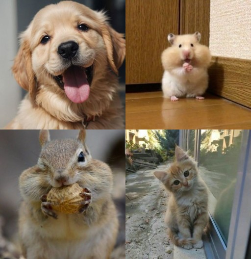 HICH:Which cutest animal do you love to keep as a pet?