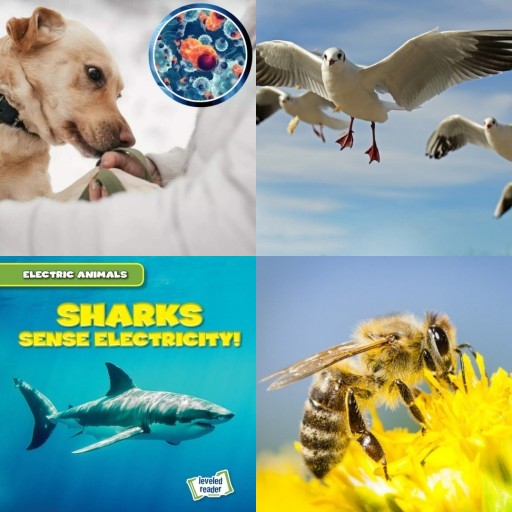 HICH:Which animal's 