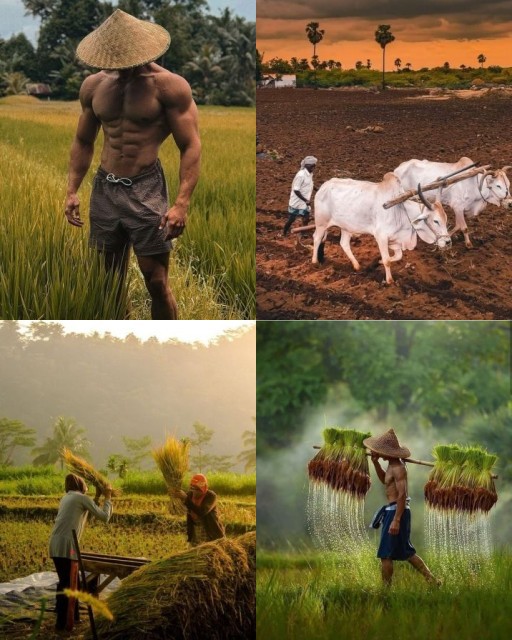 HICH:What activities related to traditional farming and rice cultivation are depicted in these images?