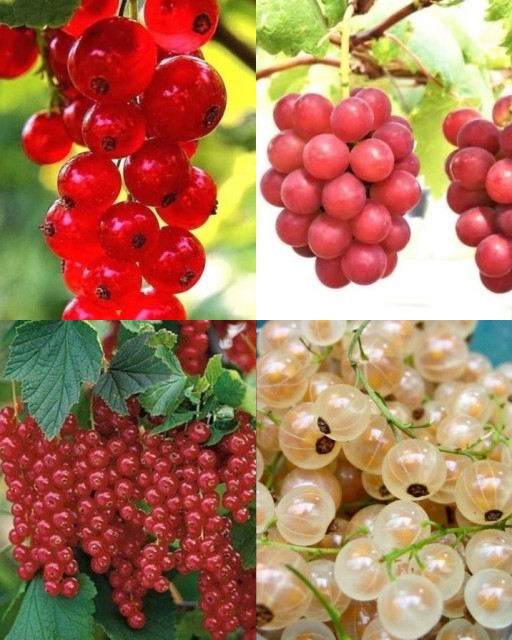 HICH:Most beautiful fruits.
