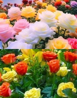 HICH:Which is beautiful? Please comment on it.