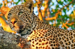 HICH:Why is the leopard considered vulnerable or endangered by conservation groups?