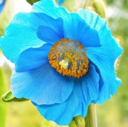 HICH:Which rare flower is found in high altitudes of Dolpa region?
