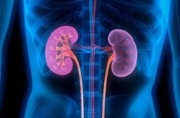 HICH:What is the primary function of the kidneys?