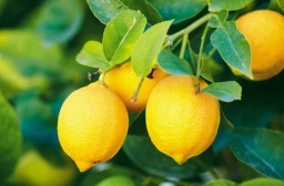 HICH:What is the main use of lemon for you ?