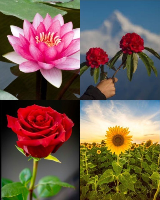 HICH:What is the national flower of Nepal?👉️ follow me guys❤️ #trending #like #follow #share #hich