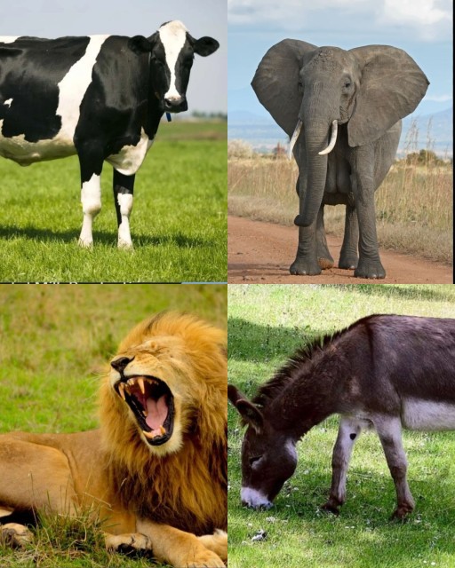 HICH:Which one is the carnivore's animal? 👉️follow me guys❤️ #trending