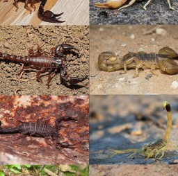 HICH:how much can the scorpion live without water?
follow plz i'll follow you back....❤️