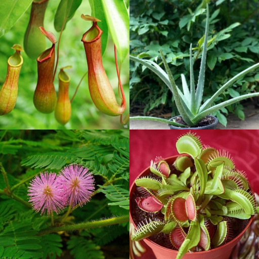 HICH:Which plant is known for having leaves that can close when touched?