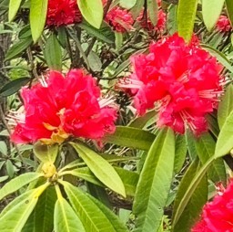 HICH:Rhododendron is the national flower of Nepal. Rate it.