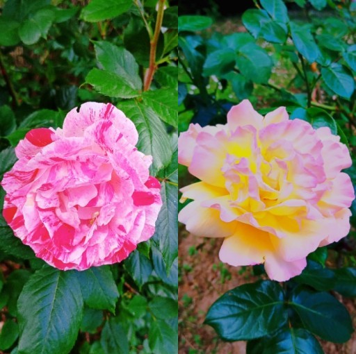 HICH:Both are beautiful!😍 But which color of roses do you prefer?