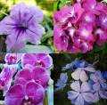 HICH:Beautiful flowers with a touch of purple color.. 😍💜 #nature #flower