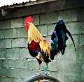 HICH:My uncle's favorite pet. 😂 What do we call a male chicken?.. 🐔