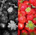 HICH:Strawberries😍 choose the best pic please.. ❤️