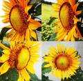 HICH:Sunflower😍 please select the best shot.. ❤️ #nature #sunflower