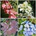 HICH:😍 Lovely flowers. Which is most lovely? #nature #flowers