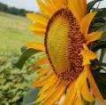HICH:What kind of flower is this? #nature