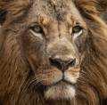 HICH:Wild Cats: A Deep Dive
A new Animal Kingdom Career module has arrived!