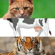 HICH:Which of these animals is most commonly kept as a pet?