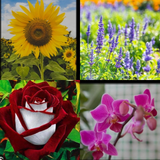 HICH:Which flower do you like?