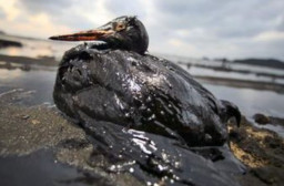 HICH:Beyond immediate mortality, what are the sublethal effects of oil exposure on wildlife?