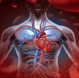 HICH:Which organ purifies our blood?