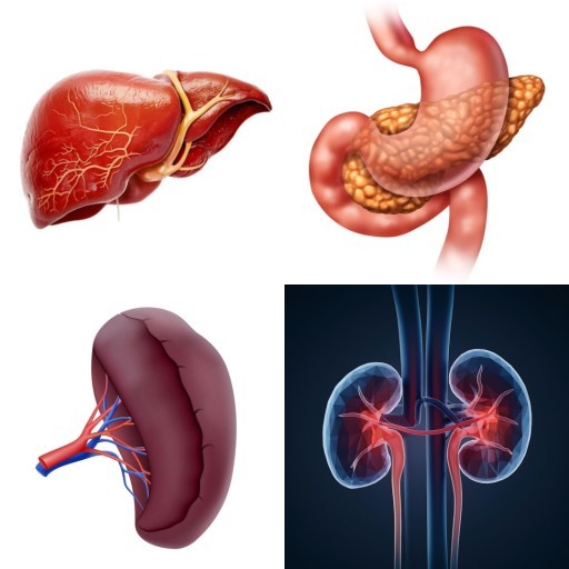 HICH:Which organ lies nearest to the 