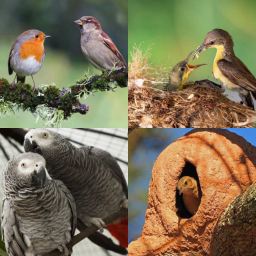 HICH:Which bird's behavior you can relate to human.
