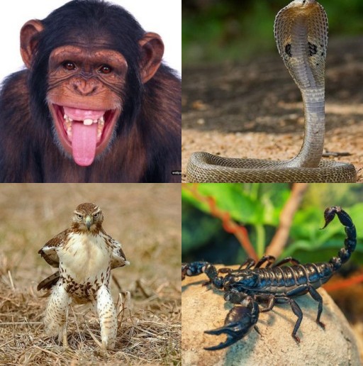 HICH:If you were an animal, which animal would you be?