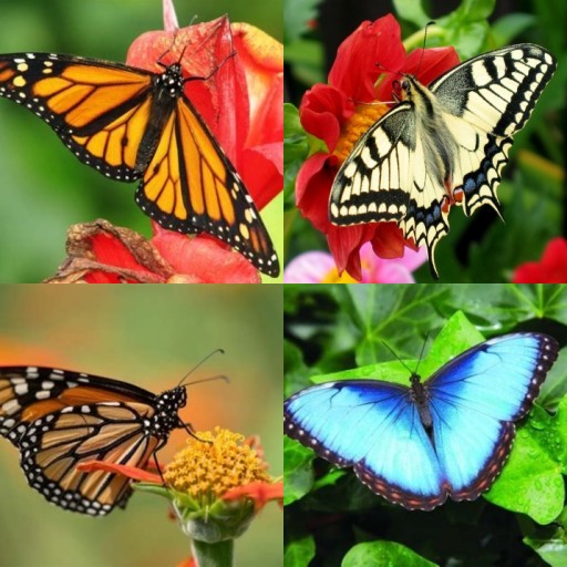 HICH:Which butterfly do you like the most?