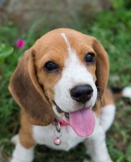 HICH:My cute beagle puppy😘