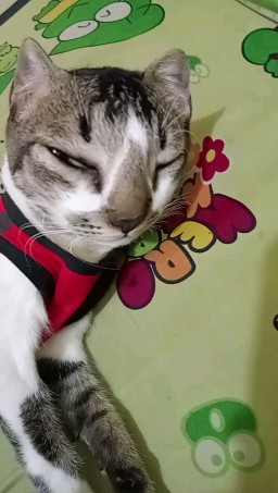 HICH:LOL 🤣😁