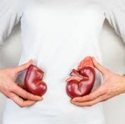 HICH:Which organ purifies our blood?