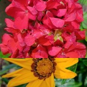 HICH:Are u like like flowers 💐 and following me please  tit for tat .are u Great follow  and friends necessary HICH families.