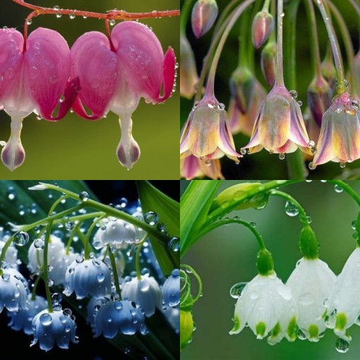 HICH:Choose beautiful flower.