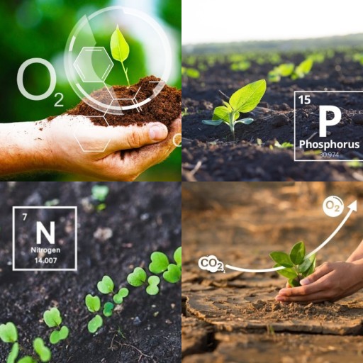 HICH:Which gas do plants absorb from the atmosphere?